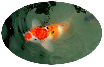Many koi swimming in the pond look for food from the visiters passing over the bridge.